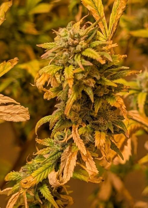 Fat Banana. Week 26