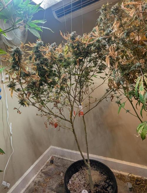 Sugar Black Rose. Week 20