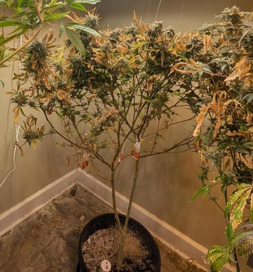 Sugar Black Rose. Week 20