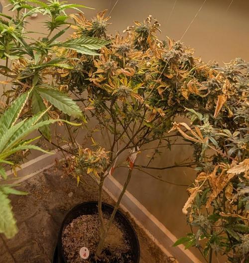 Sugar Black Rose. Week 20