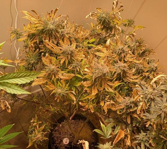 Sugar Black Rose. Week 20
