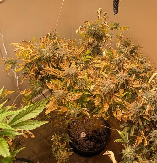 Sugar Black Rose. Week 20