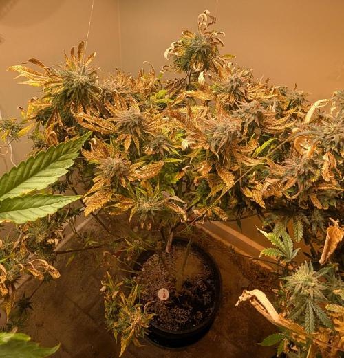 Sugar Black Rose. Week 20