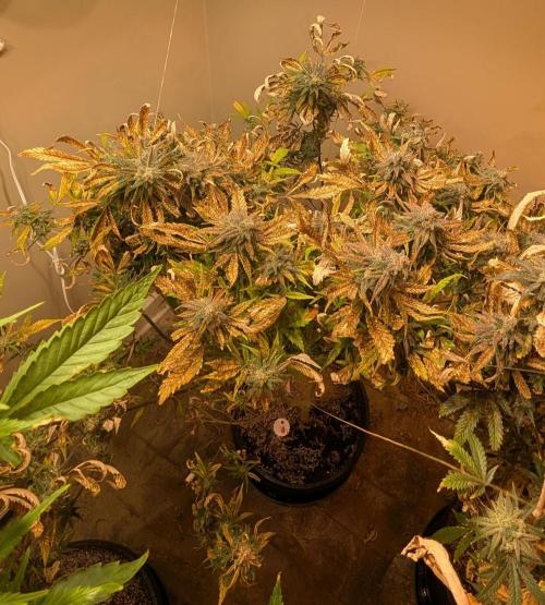Sugar Black Rose. Week 20