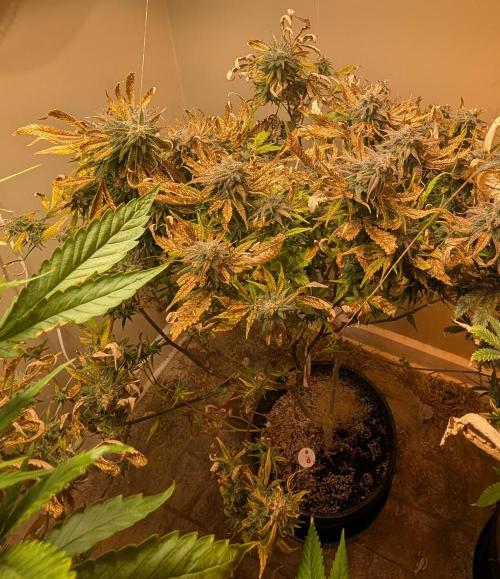 Sugar Black Rose. Week 20