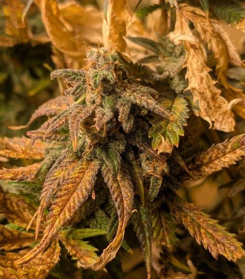 Sugar Black Rose. Week 20