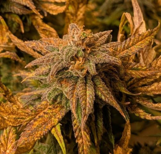 Sugar Black Rose. Week 20