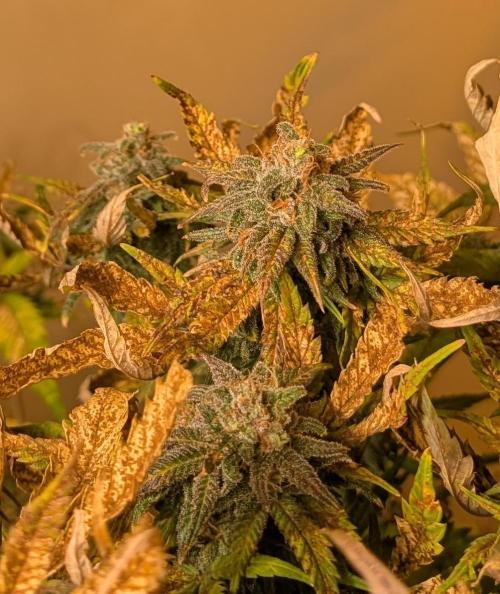 Sugar Black Rose. Week 20