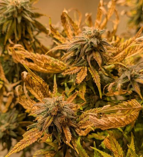 Sugar Black Rose. Week 20