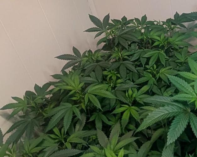 Gushers. Week 14