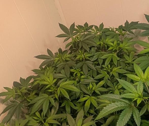 Gushers. Week 14