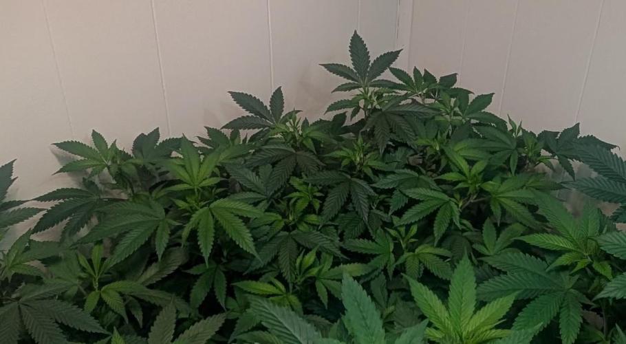 Gushers. Week 14