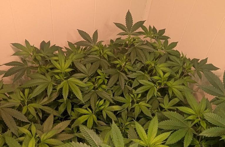 Gushers. Week 14