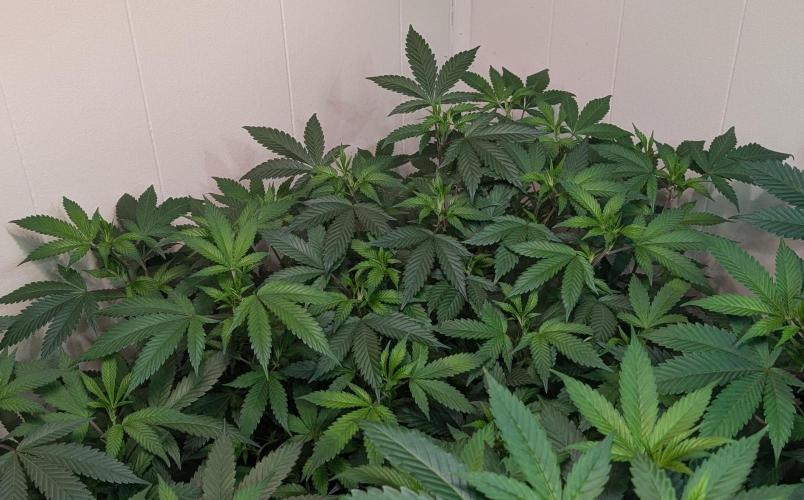 Gushers. Week 14