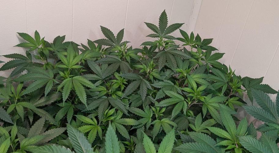 Gushers. Week 14