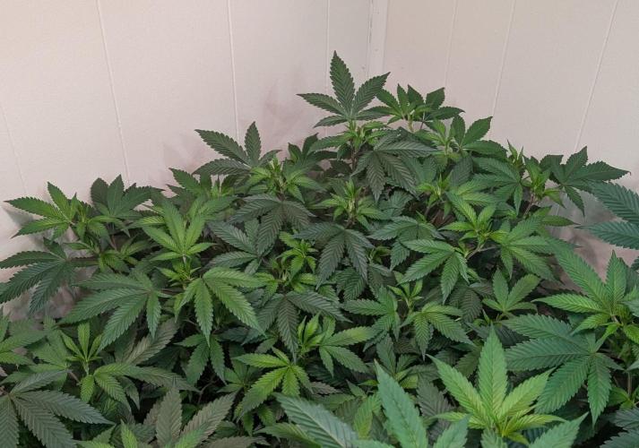 Gushers. Week 14