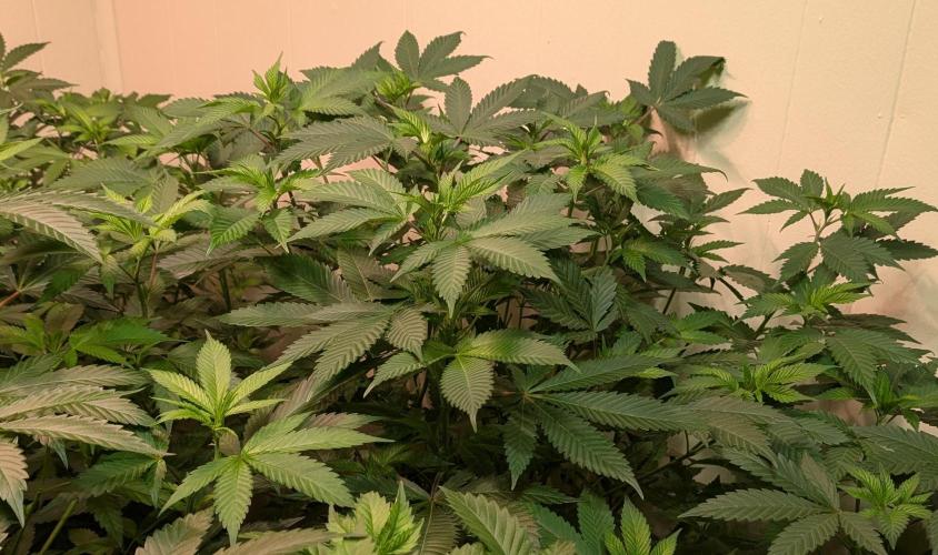 Fruity Pebbles. Week 14