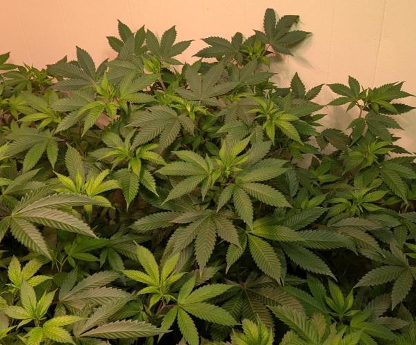 Fruity Pebbles. Week 14