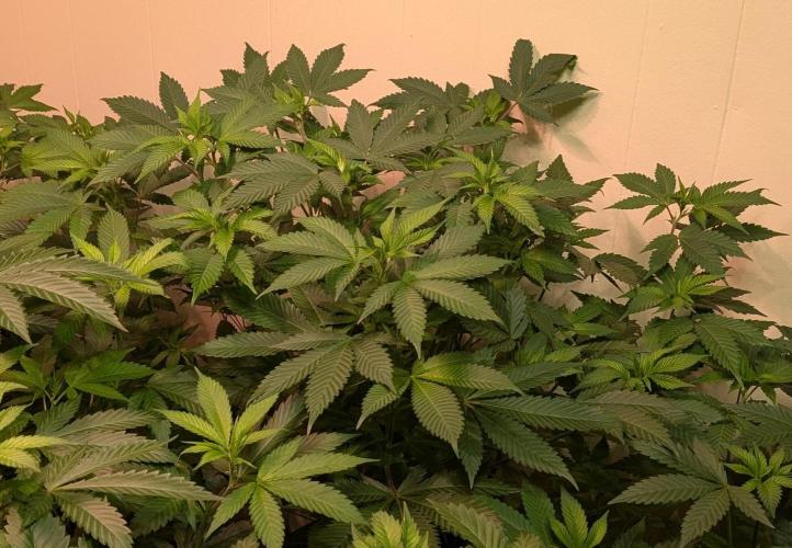 Fruity Pebbles. Week 14
