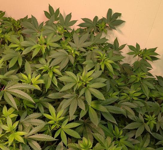 Fruity Pebbles. Week 14