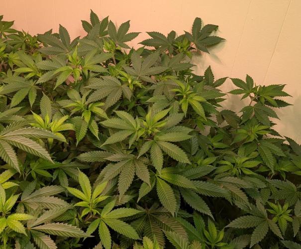 Fruity Pebbles. Week 14
