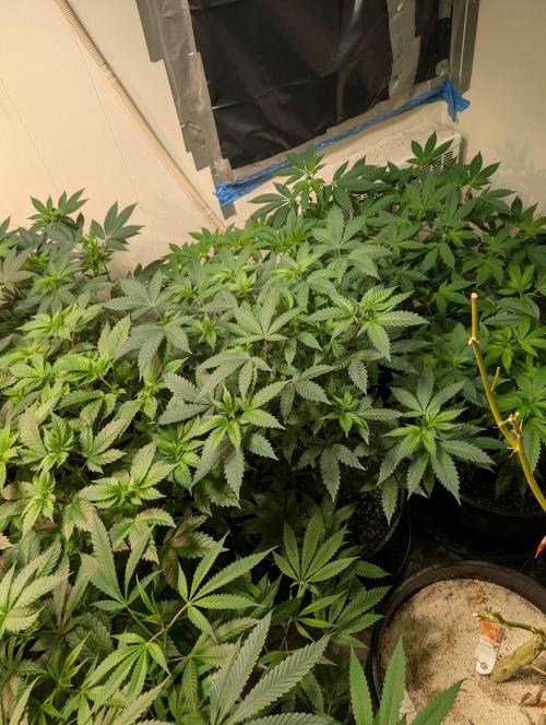Zoap RosΓ©. Week 14
