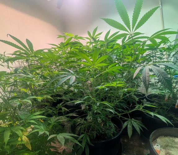Sunset Sherbet. Week 14