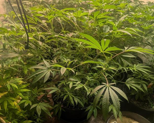 Sunset Sherbet. Week 14