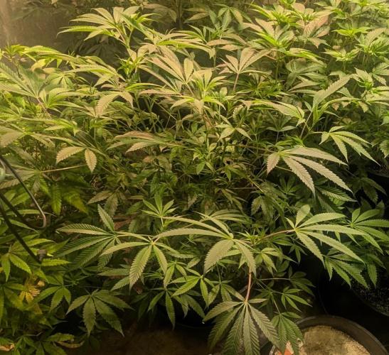 Sunset Sherbet. Week 14