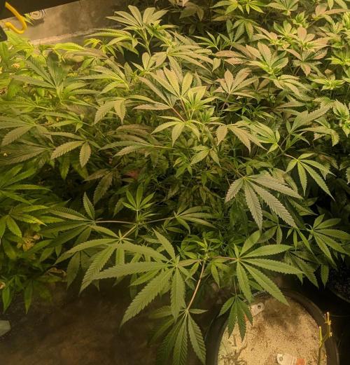 Sunset Sherbet. Week 14