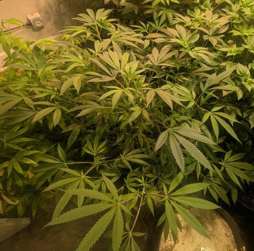 Sunset Sherbet. Week 14