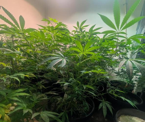 Sunset Sherbet. Week 14