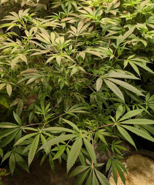 Sunset Sherbet. Week 14