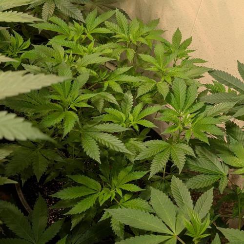 Forbidden Fruit. Week 14