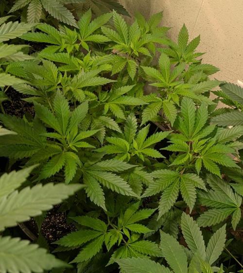 Forbidden Fruit. Week 14