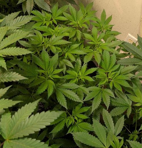 Forbidden Fruit. Week 14