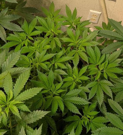 Forbidden Fruit. Week 14