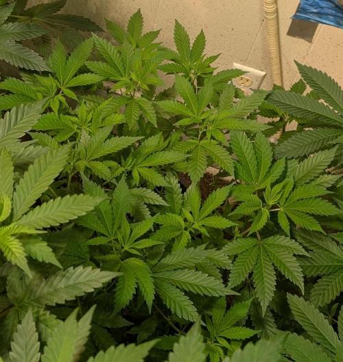Forbidden Fruit. Week 14