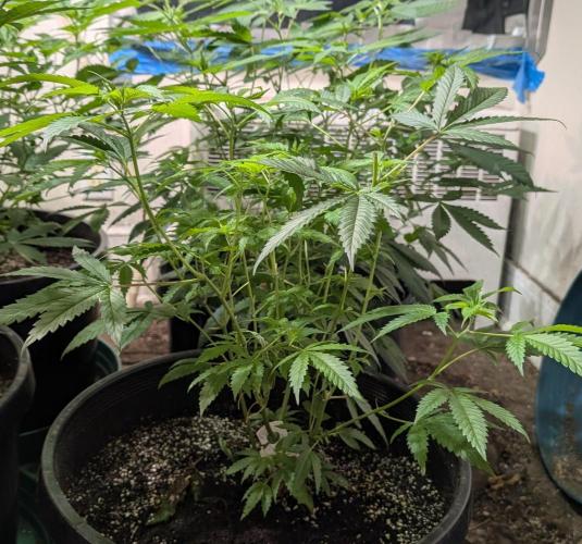 Pellezino Cookies. Week 14