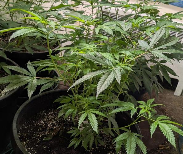 Pellezino Cookies. Week 14