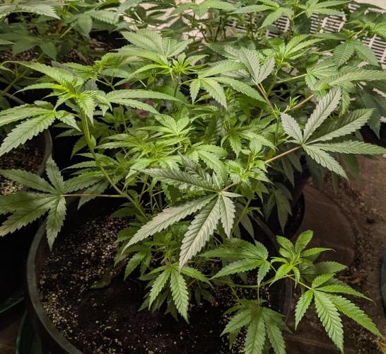 Pellezino Cookies. Week 14