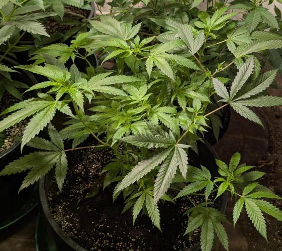 Pellezino Cookies. Week 14
