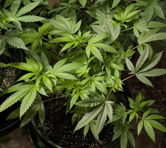Pellezino Cookies. Week 14
