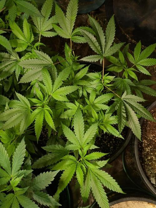 Pellezino Cookies. Week 14