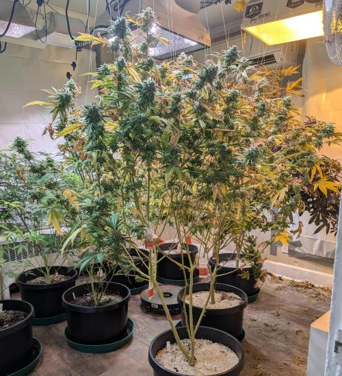 Killer Kush. Week 27