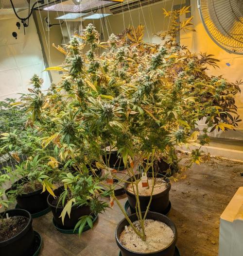Killer Kush. Week 27