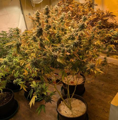 Killer Kush. Week 27