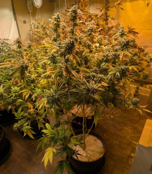 Killer Kush. Week 27