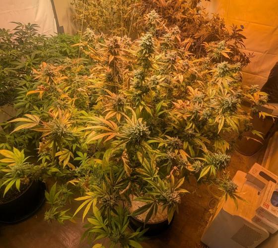 Killer Kush. Week 27