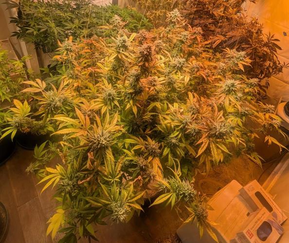 Killer Kush. Week 27
